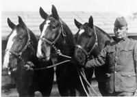 Three horses with soldier.