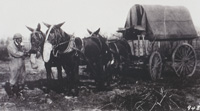 Four mule team hitch with veterinarian.