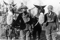 Mules in gas masks standing with soldiers in gas masks.