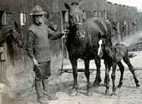 Veterinarian with horse and foal