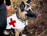 A German Shepherd wearing a vest with the AMEDD cross